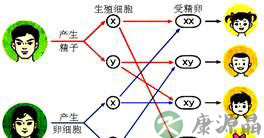 想生男孩的看过来! 别被＂生男秘籍＂忽悠了