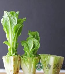 寒假里和孩子一起体验水培蔬菜的乐趣！