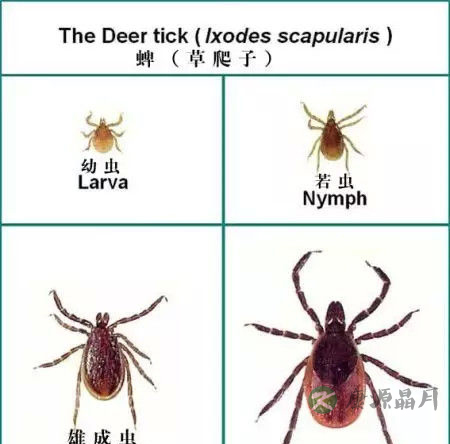 踏青注意蜱虫！携带病毒的“吸血虫”会致人死亡