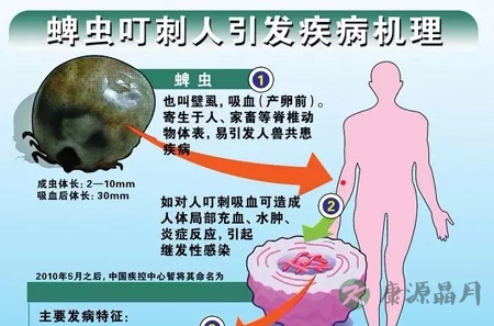踏青注意蜱虫！携带病毒的“吸血虫”会致人死亡