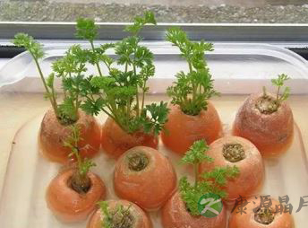 寒假里和孩子一起体验水培蔬菜的乐趣！