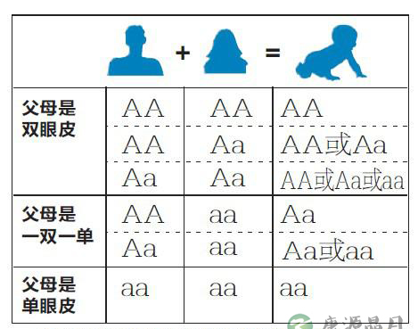 张庭回应女儿＂单眼皮＂ 揭秘遗传的奥秘