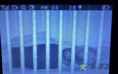 美国1岁半小女孩迷恋猫头鹰 同吃同睡