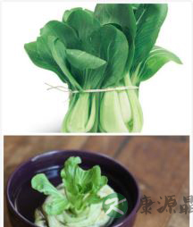 寒假里和孩子一起体验水培蔬菜的乐趣！