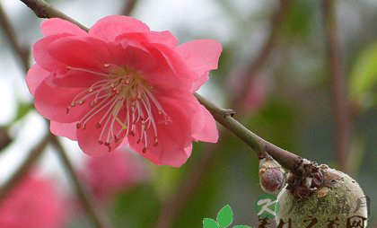 春季谨防桃花病来袭