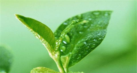 绿茶加蜂蜜洗脸好吗