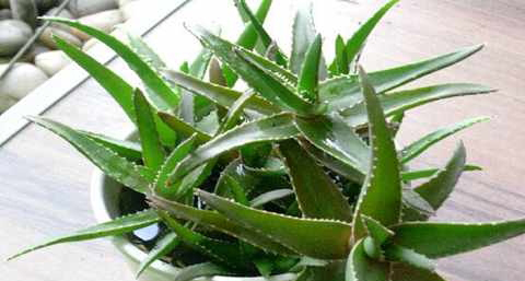 芦荟化妆水的功效