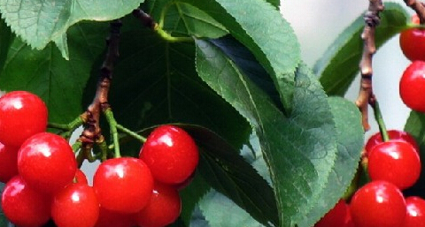 【OL防辐射食物】OL防辐射技巧