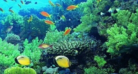 【海洋系护肤食材】海洋系护肤食材有哪些