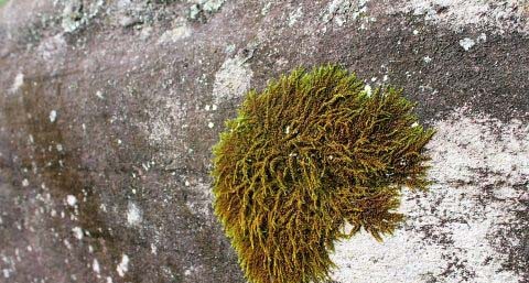 毛发苔藓怎么治疗可以治愈