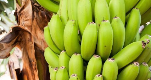 香蕉和苹果可以减肥吗