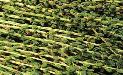 女性减缓衰老绝不能错过的食物