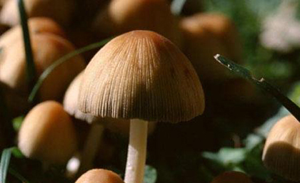 女性减缓衰老绝不能错过的食物