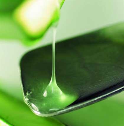 芦荟胶祛痘有奇效