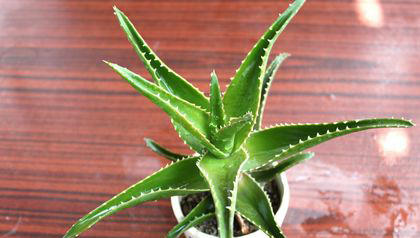 芦荟的美容功效大揭秘