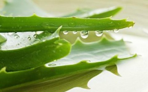 【如何美白不花钱】教你DIY面膜 