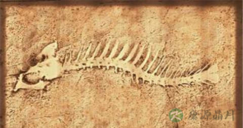 鱼骨的营养价值_吃鱼骨的好处