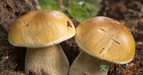 黄皮牛肝菌的营养价值_吃黄皮牛肝菌的好处