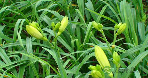 黄花菜的营养价值_吃黄花菜的好处