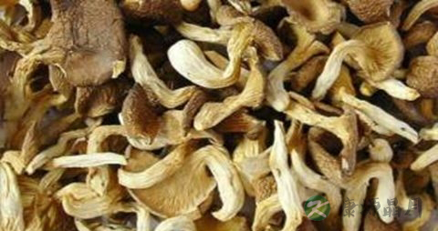 玉蕈的营养价值_吃玉蕈的好处