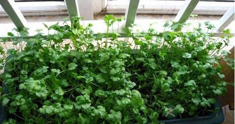 小叶香菜的营养价值_吃小叶香菜的好处