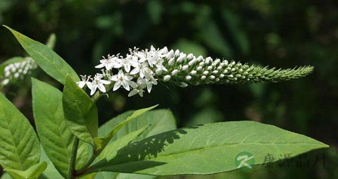 珍珠菜的吃法_哪些人不能吃珍珠菜