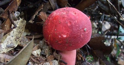 野生红菇的营养价值_吃野生红菇的好处
