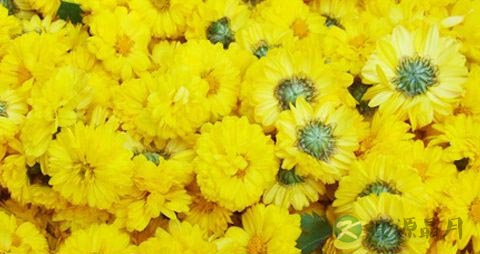 黄菊花的吃法_哪些人不能吃黄菊花