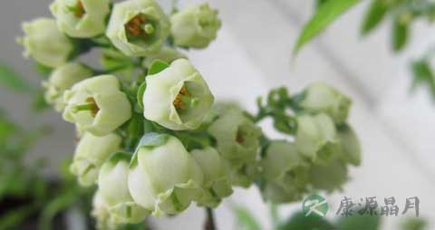 蓝莓干的营养价值_吃蓝莓干的好处