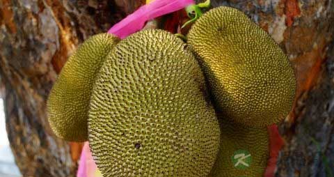 菠萝蜜怎么保存