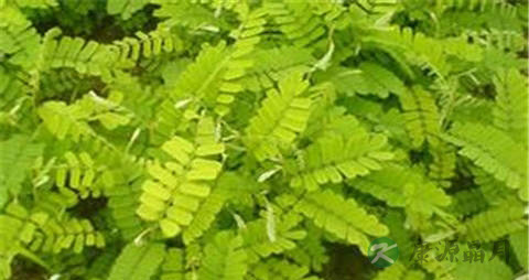 鸡骨草的吃法_哪些人不能吃鸡骨草 鸡骨草的吃法_哪些人不能吃鸡骨草