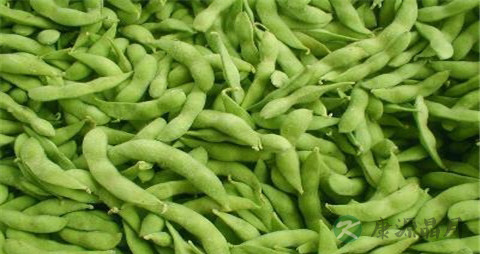 毛豆和黄豆一样吗