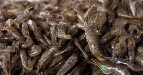 江虾的吃法_哪些人不能吃江虾