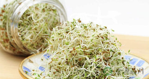 苜蓿芽怎么吃最安全