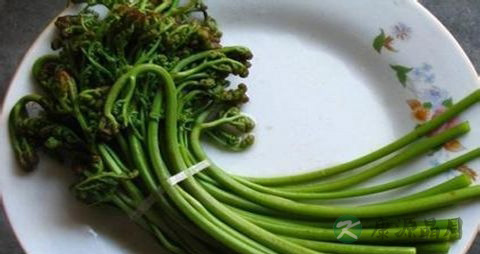 龙头菜的吃法_哪些人不能吃龙头菜