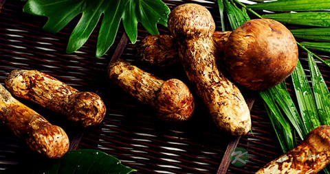 青冈菌的吃法_哪些人不能吃青冈菌