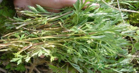 芦蒿的营养价值_吃芦蒿的好处