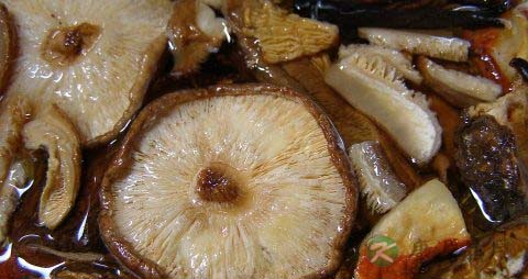 蘑菇是什么季节的