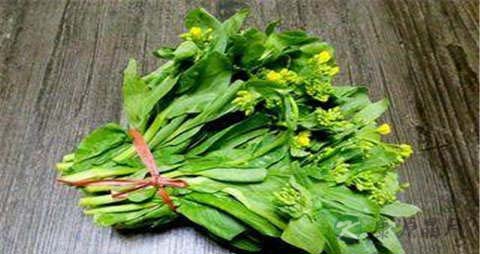 油菜苔的吃法_哪些人不能吃油菜苔