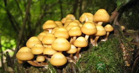 新鲜金针菇怎么保存