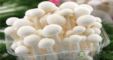 炒白玉菇用焯水吗