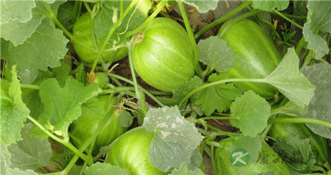 甜瓜的营养价值_吃甜瓜的好处