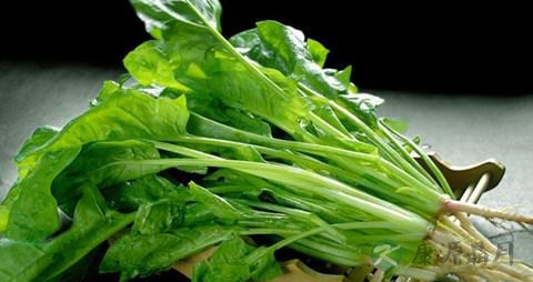 菠菜的营养价值_吃菠菜的好处