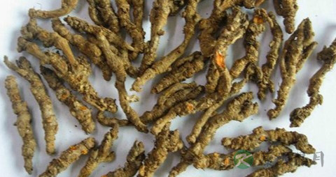 黄莲的营养价值_吃黄莲的好处