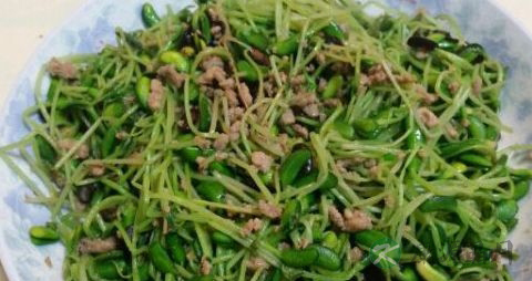 小麦苗的吃法_哪些人不能吃小麦苗