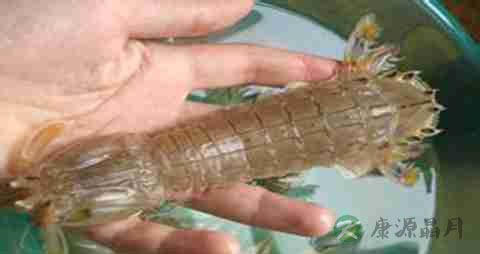 琵琶虾的营养价值_吃琵琶虾的好处