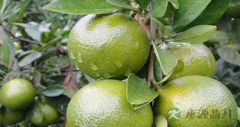 皇帝柑的吃法_哪些人不能吃皇帝柑 皇帝柑的吃法_哪些人不能吃皇帝柑