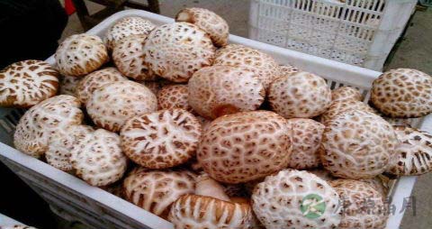 如何挑选花菇