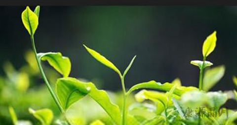 普洱茶的吃法_哪些人不能吃普洱茶