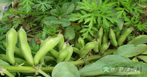 蚕豆的营养价值_吃蚕豆的好处